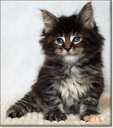 maine coon cattery Villa Park*PL