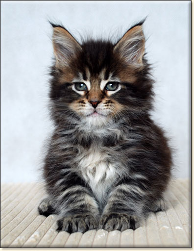 maine coon kittens Villa Park*PL
