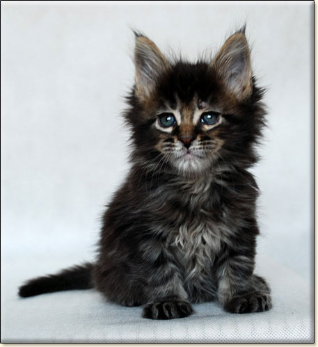 maine coon kittens Villa Park*PL