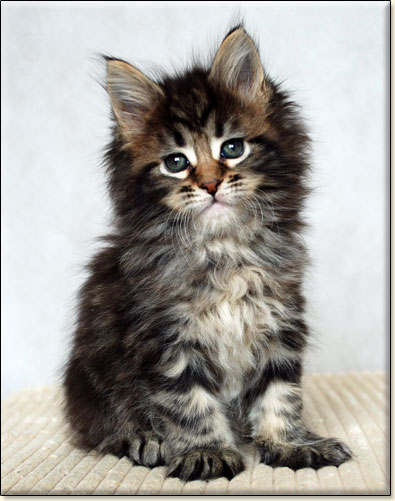 Maine Coon kittens Villa Park*PL