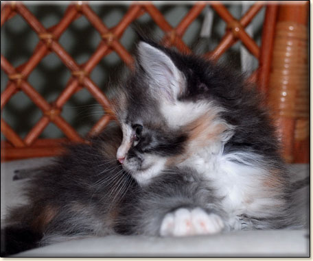 hodowla kotw rasy Maine Coon Villa Park*PL