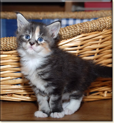hodowla kotw rasy Maine Coon Villa Park*PL