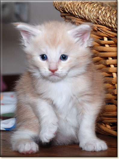 hodowla kotw maine coon Villa Park*PL