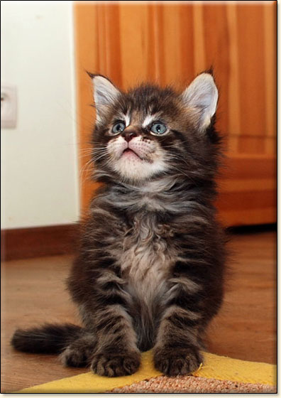 hodowla kotw maine coon Villa Park*PL