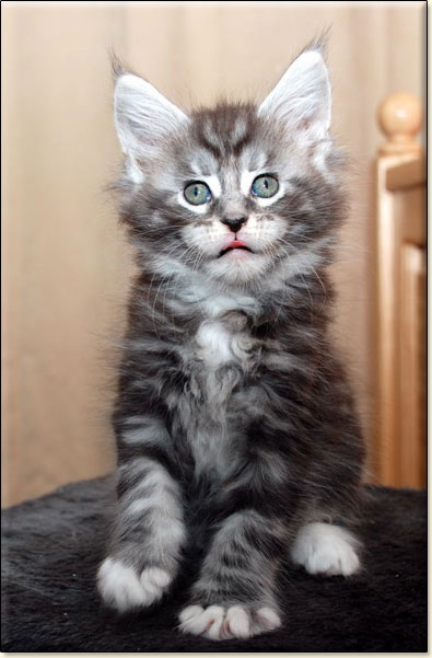 Maine Coon cattery Villa Park*PL