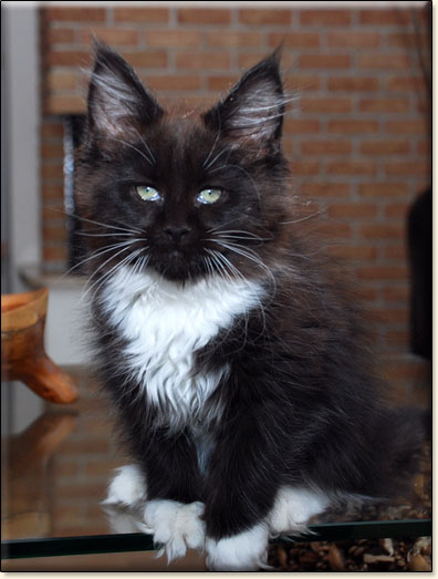 hodowla kotw rasy Maine Coon Villa Park*PL