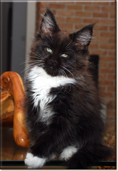 hodowla kotw rasy Maine Coon Villa Park*PL