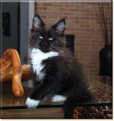 hodowla kotw maine coon Villa Park*PL